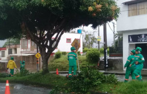 BARRIO VENECIA PODA DE ARBOL