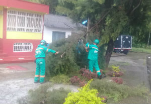 Barrio Ciudadela del sur de árbol que sufrió fractura en un brazo