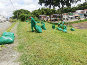 Poda y corte de césped en la Fachada 2