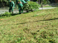 EPA ESP realiza actividades de poda en diferentes lugares de la ciudad.