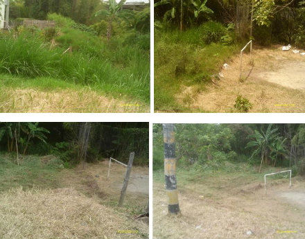bosques de pinares